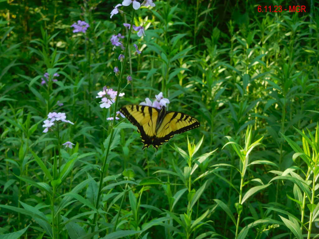 Riverwalk Trail, Carbondale, PA