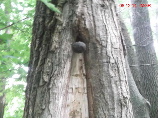 Spike Tree 