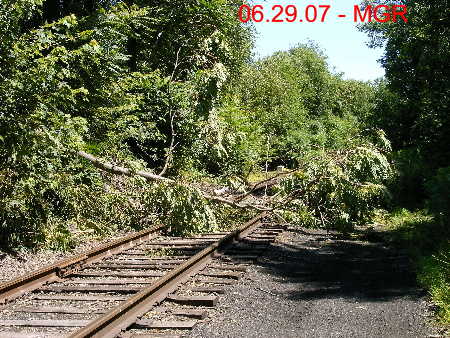 Fallen Tree On LS 