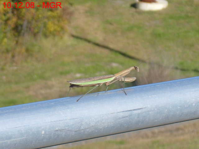 Praying Mantis