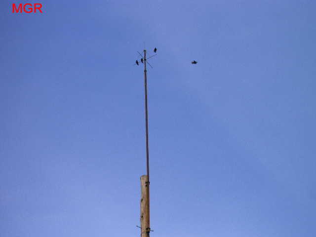 Old Repeater, Avoca, PA