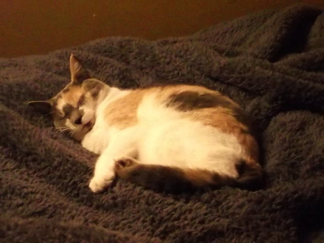 Cat on Fuzzy Blanket in Chessie Pose