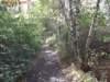 oaktrail01_small.jpg