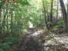 oaktrail04_small.jpg