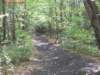 oaktrail06_small.jpg