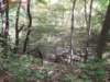 oaktrail07_small.jpg