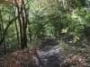 oaktrail10_small.jpg